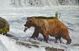 Alaska beer met zalm
