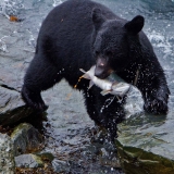 Alaska beer met zalm 2